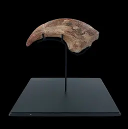 Cretaceous Giant Theropod Claw