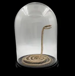 Preserved Snake Skeleton in Glass Cloche – A Delicate Study of Natural Form