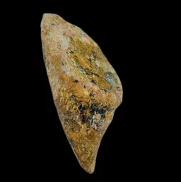 Fossilized Mosasaur Tooth in Natural Matrix