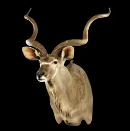 The Greater Kudu Trophy Mount