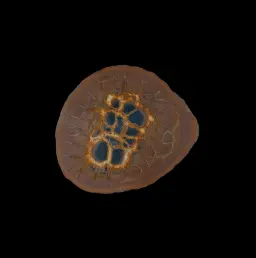 Natural Desert Septaria “Dragon Stone”, 125 gr