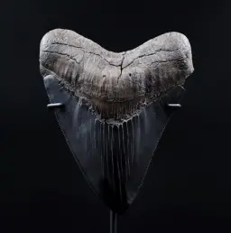 Megalodon Tooth, 261 gr, Mesuem quality, h 13 cm, circa 13 mln years old