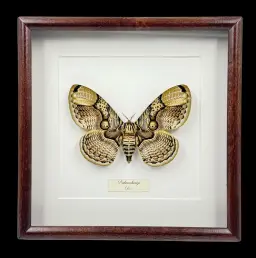 Brahmaea hearseyi – Enigmatic Owl Moth in Exquisite Wooden Frame