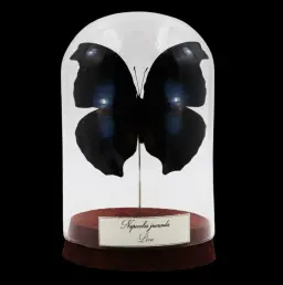 Napeocles jucunda in Glass Cloche – Sapphire Phantom of Peru