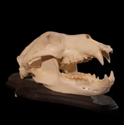 Leopard Skull - Trophy of Africa's Stealthy Predator