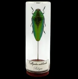 Crimson Elegance: Callopistus castelnaudi, Malaysia