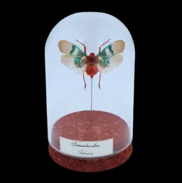 Scamandra selene in Glass cloche, Indonesia