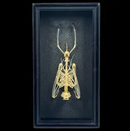 Skeleton of a Bat in a Wooden Frame – Delicate Tribute to Nocturnal Majesty