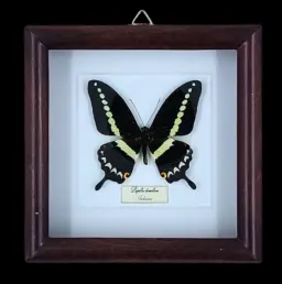 Triangle Swallowtail：框裝 Papilio demolion，印尼