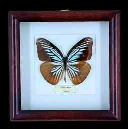 Amazonian Elegance: Valeria tritaea in Frame, Peru