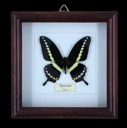Triangle Swallowtail: Papilio demolion in Frame, Indonesia