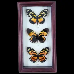 Collection of Papilio butterflies in Frame