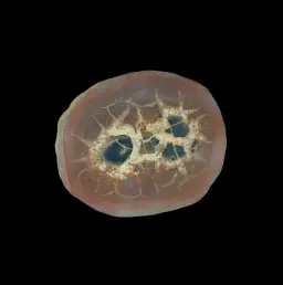 Natural Desert Septaria “Dragon Stone”, 187 gr
