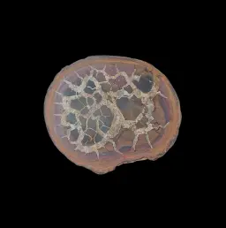 Natural Desert Septaria “Dragon Stone”, 155 gr