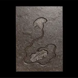 Sea lily Crinoidea