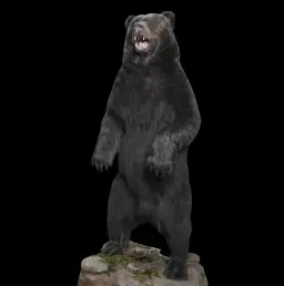 Pristine Brown Bear Mount from the Siberian Wilderness