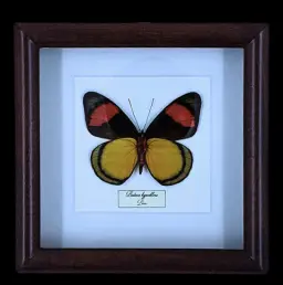Masterpiece of Amazonian Mimicry: Batesia hypochlora in Frame, Peru