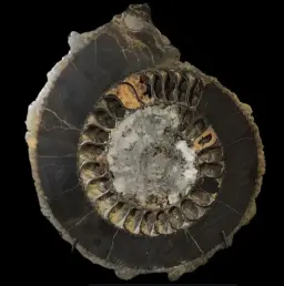 Ammonite Speetoniceras versicolor – A Multicolored Masterpiece of the Early Jurassic Sea