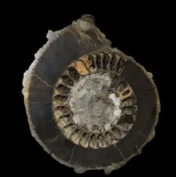 Ammonite Speetoniceras versicolor – A Multicolored Masterpiece of the Early Jurassic Sea