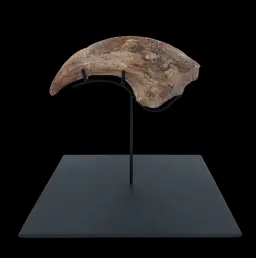 Cretaceous Giant Theropod Claw