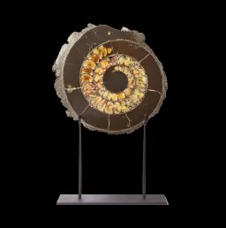 Ammonite Speetoniceras Versicolor