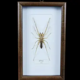 Galeodes Spider (Sudan): A Rare Desert Predator