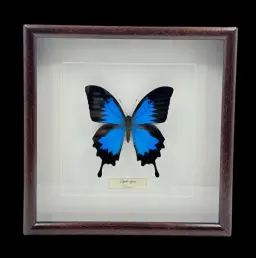 Azure Majesty: The Enchanting Papilio Ulysses of Indonesia