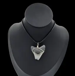 Megalodon Tooth  -Pendant, 9.7gr