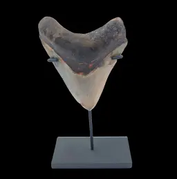 Megalodon Tooth, 132 g, h 10 cm, circa 13 mln years old