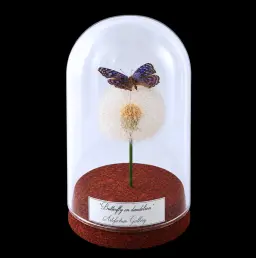 Junonia rhadama on dandelion in Glass Cloche 12 cm, Madagascar
