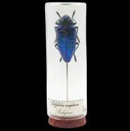 Polybothris sumptuosa – The Regal Beetle of Madagascar