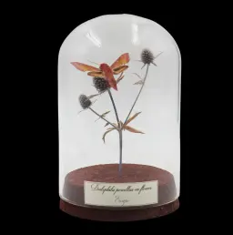 Deilephila porcellus on Flower in Glass Cloche, Europe