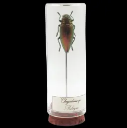 Chrysodema sp. – The Gilded Treasure of Malaysia