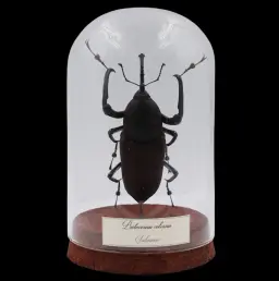 Protocerius colossus (Sulawesi) - Rare and Magnificent Beetle Specimen
