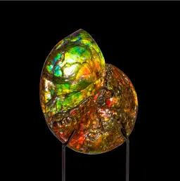 Ammonite Placenticeras Costatum