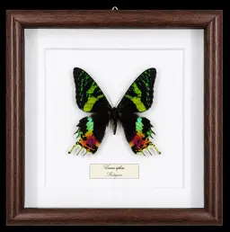 Urania ripheus in Frame, Madagascar