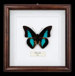 Prepona laertes in Frame, Peru