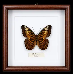 Parthenos sylvia in Frame, Indonesia
