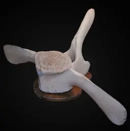 Oceanic Relic: Ancient Whale Vertebrae from the Depths of the Norwegian Sea
