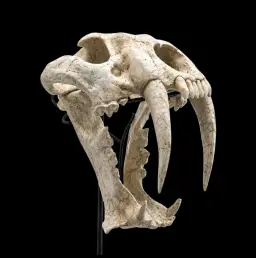 Machairodus Skull - Saber-Toothed Predator of the Miocene