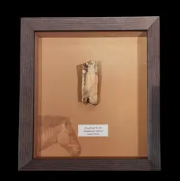 Echoes of the Ice Age – Fossilized Tooth of a Prehistoric Horse from Siberia