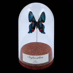 Ancyluris meliboeus，玻璃罩裝 10 厘米，秘魯