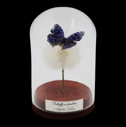 Junonia rhadama on Dandelion in Glass Cloche – Blue Pansy Delight