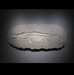 Skeleton of marine predator (Ichthyosaur), circa 178 mln years old, Germany, well preserved