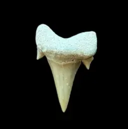 Prehistoric Power: Authentic Otodus obliquus Tooth