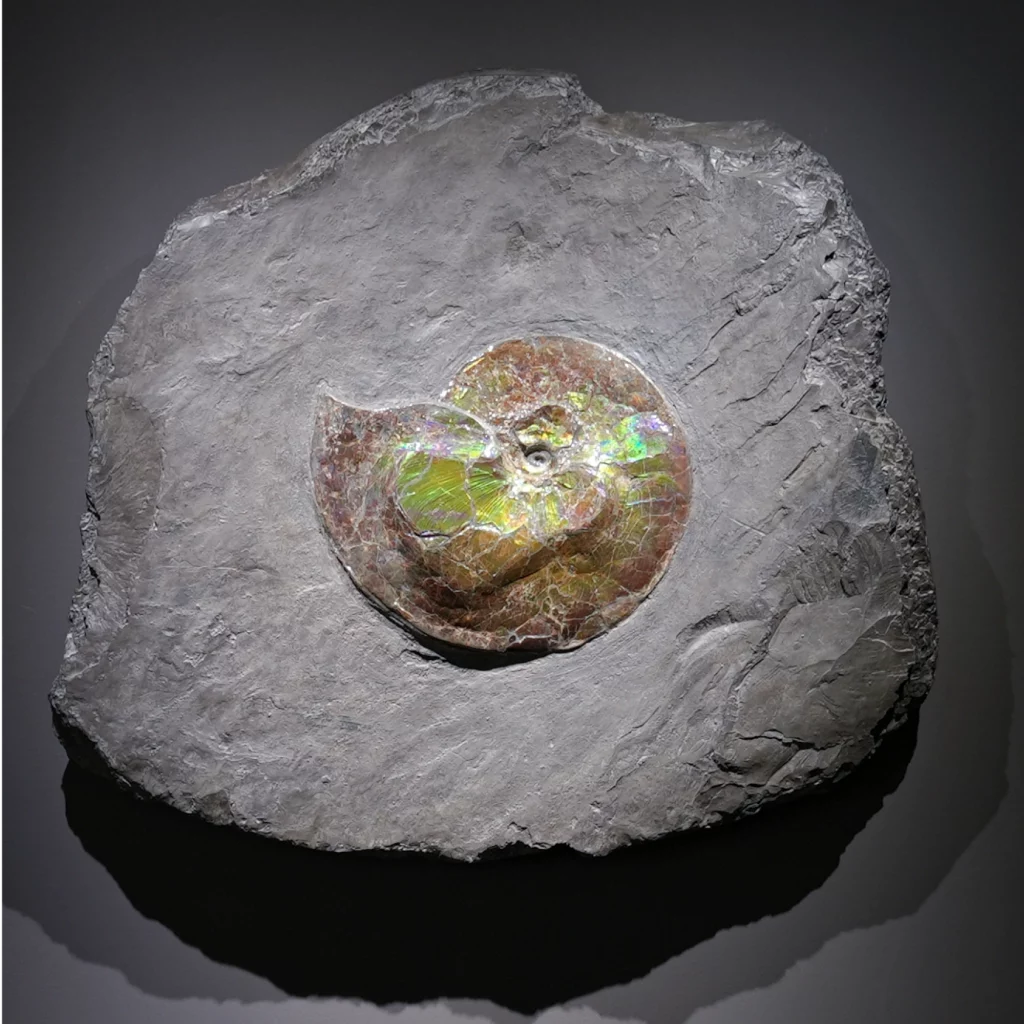 Ammonite Placenticeras Costatum