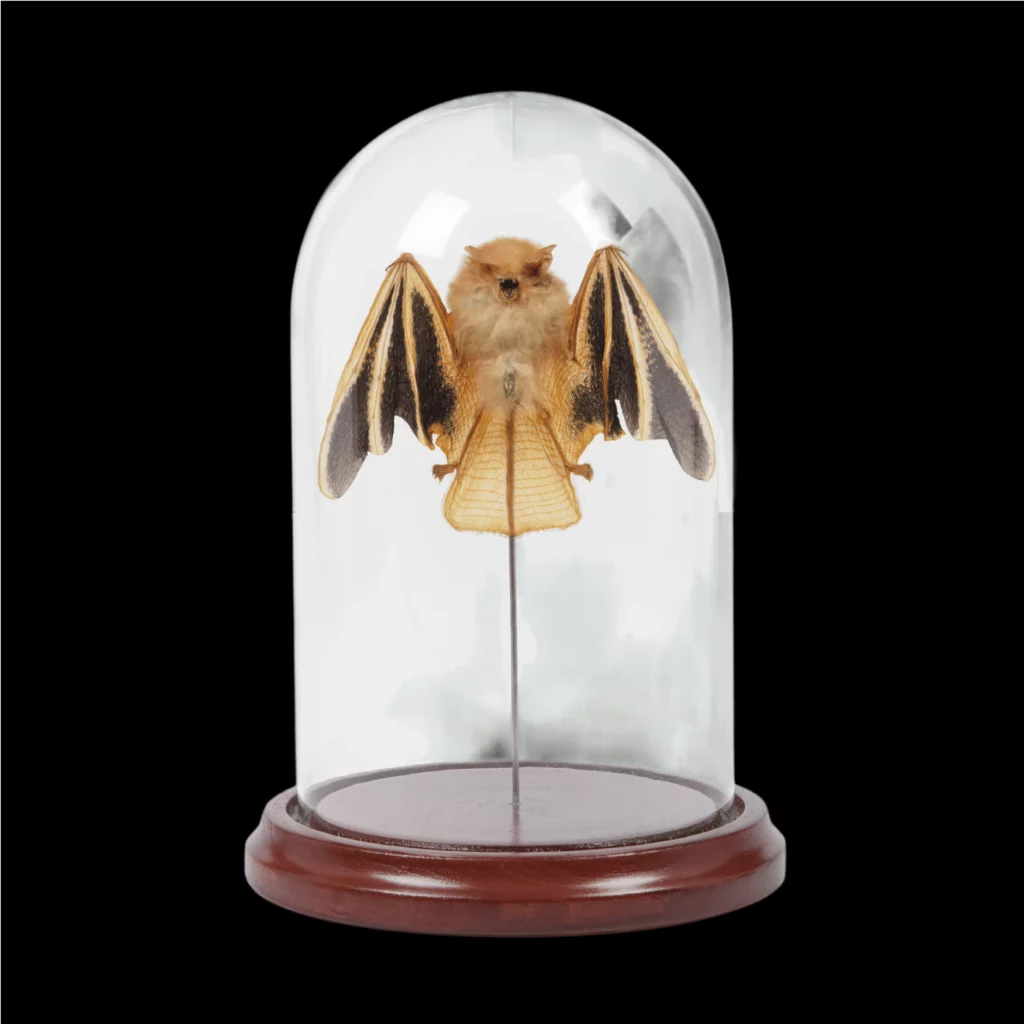 Kerivoula picta bat in a glass cloche