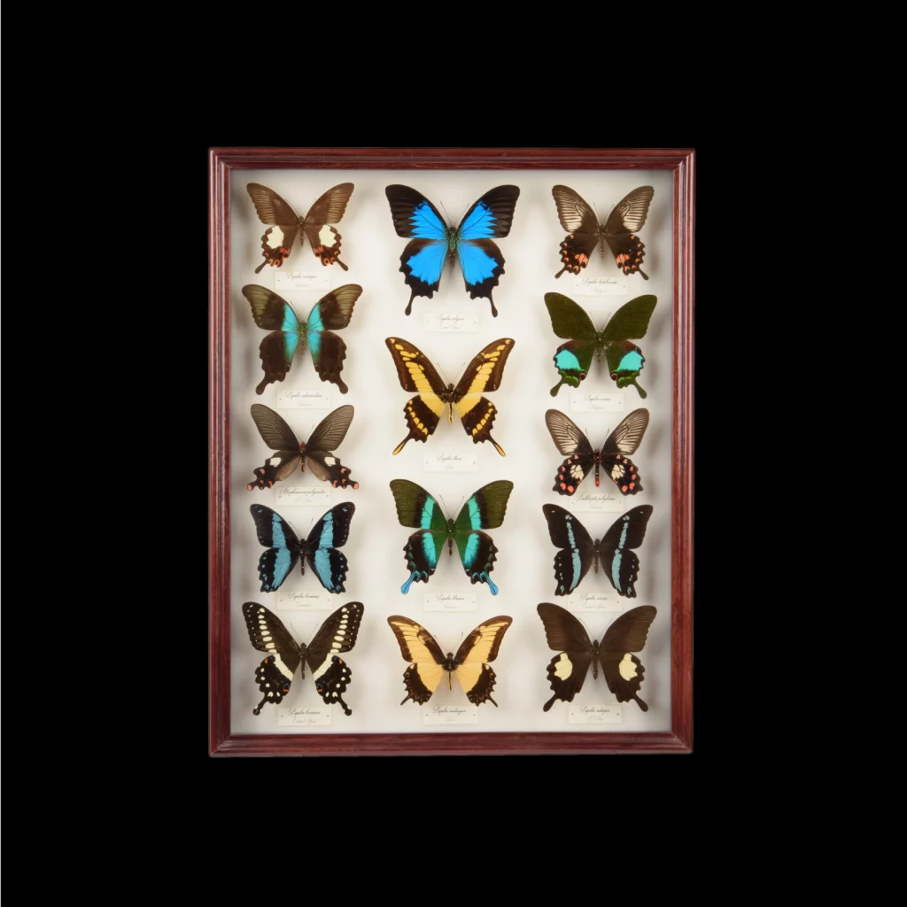 Framed Collection of 14 Real Butterfly Varieties