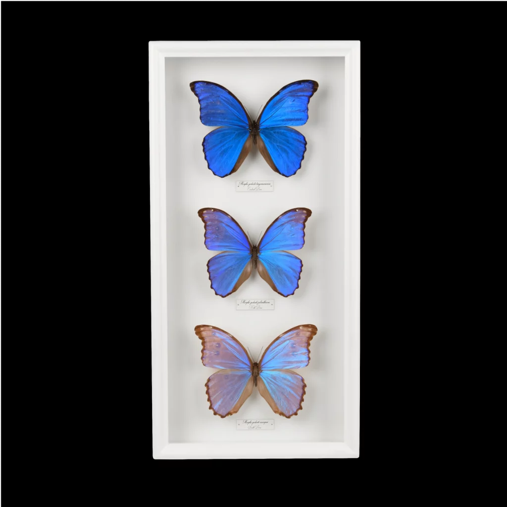 Peru’s Blue Morpho Butterflies