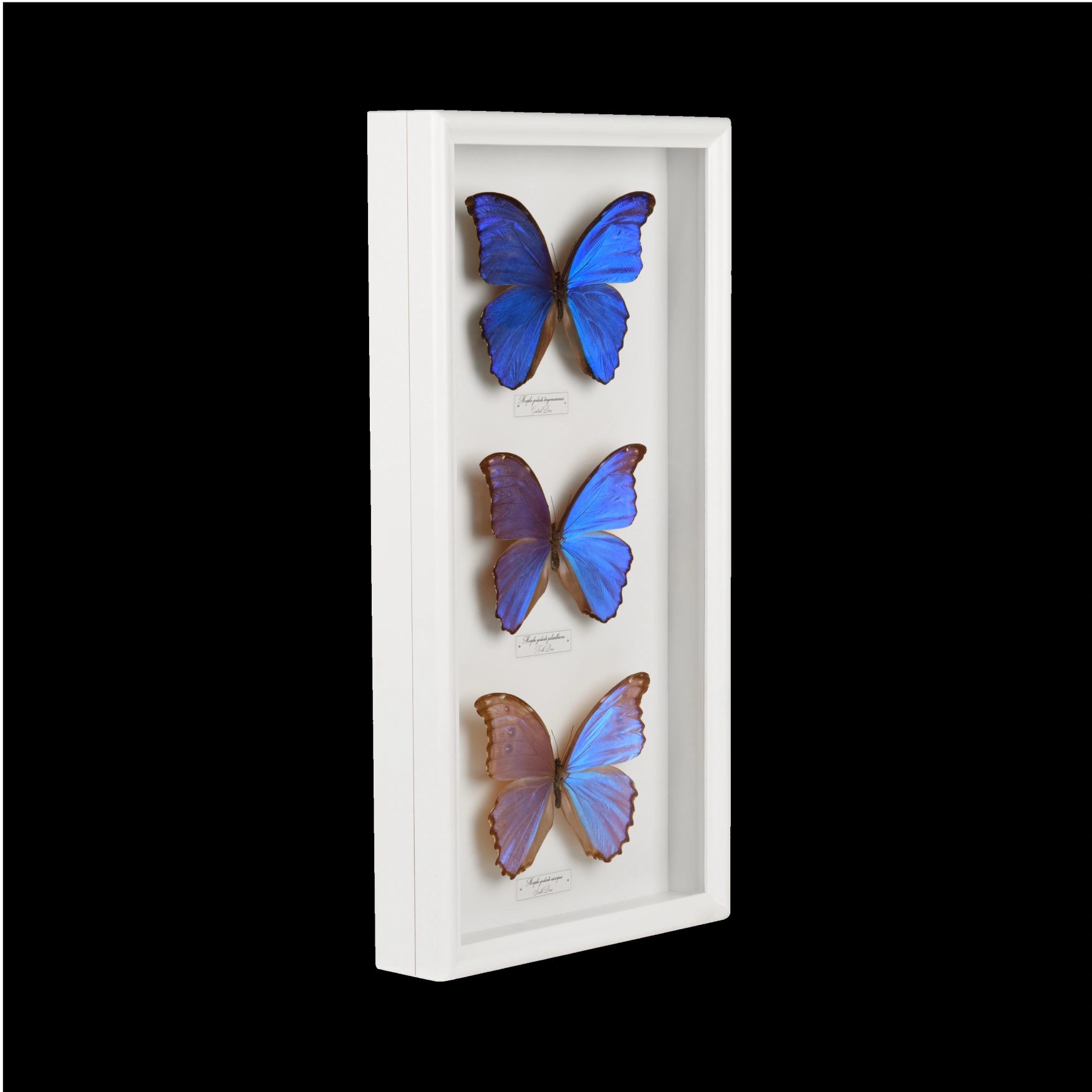 Peru's Blue Morpho Butterflies - preview photo 2123